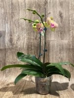 Double Spikes 1 Phalaenopsis Profar Galaxy Peloric + 1 Phalaenopsis Profar Galaxy (Double Plants) (4.5” pot) - Image 10