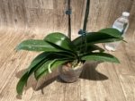 Double Spikes 1 Phalaenopsis Profar Galaxy Peloric + 1 Phalaenopsis Profar Galaxy (Double Plants) (4.5” pot) - Image 11