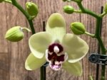 Double Spikes Double Plants  Phalaenopsis Shulong Novelty (4.5” pot) - Image 3