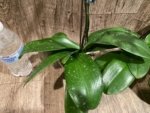 Double Spikes Double Plants  Phalaenopsis Shulong Novelty (4.5” pot) - Image 12