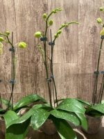 Double Spikes Double Plants  Phalaenopsis Shulong Novelty (4.5” pot) - Image 7