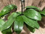 Double Spikes Double Plants  Phalaenopsis Shulong Novelty (4.5” pot) - Image 10