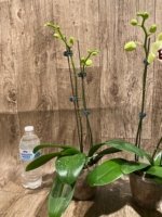 Double Spikes Double Plants  Phalaenopsis Shulong Novelty (4.5” pot) - Image 6
