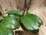 Double Spikes Double Plants  Phalaenopsis Shulong Novelty (4.5” pot) - Image 11