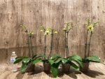 Double Spikes Double Plants  Phalaenopsis Shulong Novelty (4.5” pot) - Image 4
