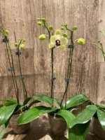 Double Spikes Double Plants  Phalaenopsis Shulong Novelty (4.5” pot) - Image 8