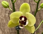 Double Spikes Double Plants  Phalaenopsis Shulong Novelty (4.5” pot) - Image 2