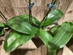 Double Spikes Double Plants  Phalaenopsis Shulong Novelty (4.5” pot) - Image 13