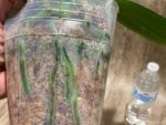 Tall Spike Phalaenopsis Miki Strawberry Freckle (4.5" pot) - Image 11