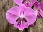 Tall Spike Phalaenopsis Miki Strawberry Freckle (4.5" pot) - Image 2