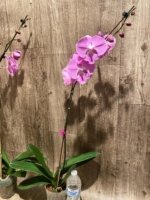 Tall Spike Phalaenopsis Miki Strawberry Freckle (4.5" pot) - Image 7