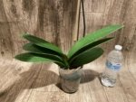Tall Spike Phalaenopsis Miki Strawberry Freckle (4.5" pot) - Image 9