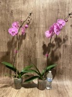 Tall Spike Phalaenopsis Miki Strawberry Freckle (4.5" pot) - Image 5
