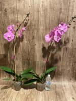 Tall Spike Phalaenopsis Miki Strawberry Freckle (4.5" pot) - Image 6