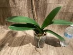 Tall Spike Phalaenopsis Miki Strawberry Freckle (4.5" pot) - Image 10