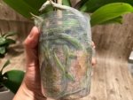 Tall Spike Phalaenopsis Miki Strawberry Freckle (4.5" pot) - Image 12