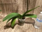 Tall Spike Phalaenopsis OX Purple Lady (4.5" pot) - Image 8