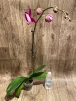 Tall Spike Phalaenopsis OX Purple Lady (4.5" pot) - Image 6