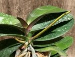 Double Spikes Mystery Phalaenopsis (4.5" pot) - Image 2