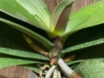 Double Spikes Mystery Phalaenopsis (4.5" pot) - Image 5