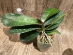 Double Spikes Mystery Phalaenopsis (4.5" pot) - Image 8