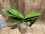Double Spikes Mystery Phalaenopsis (4.5" pot) - Image 9