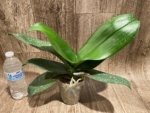 Double Spikes Mystery Phalaenopsis (4.5" pot) - Image 12