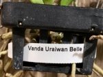 Fragrant Vanda Uraiwan Belle Blooming Size (3.5” basket) - Image 9