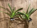 Fragrant Vanda Uraiwan Belle Blooming Size (3.5” basket) - Image 4