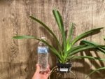 Fragrant Vanda Uraiwan Belle Blooming Size (3.5” basket) - Image 2