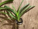 Fragrant Vanda Uraiwan Belle Blooming Size (3.5” basket) - Image 7