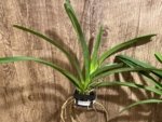 Fragrant Vanda Uraiwan Belle Blooming Size (3.5” basket) - Image 8
