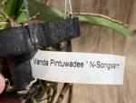 Vanda Pintuwadee Double Growths Blooming Size (3.5” basket) - Image 8