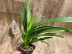 Vanda Pintuwadee Double Growths Blooming Size (3.5” basket) - Image 6