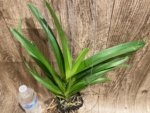 Vanda Pintuwadee Double Growths Blooming Size (3.5” basket) - Image 7