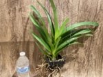 Vanda Pintuwadee Double Growths Blooming Size (3.5” basket) - Image 5