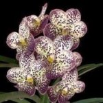 Vanda Pintuwadee Double Growths Blooming Size (3.5” basket)