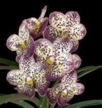 Vanda Pintuwadee Double Growths Blooming Size (3.5” basket)