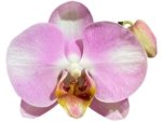 In Spikes Phalaenopsis Funky Love (4.5" Pot) - Image 2