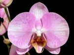 In Spikes Phalaenopsis Funky Love (4.5" Pot)