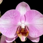 In Spikes Phalaenopsis Funky Love (4.5" Pot)