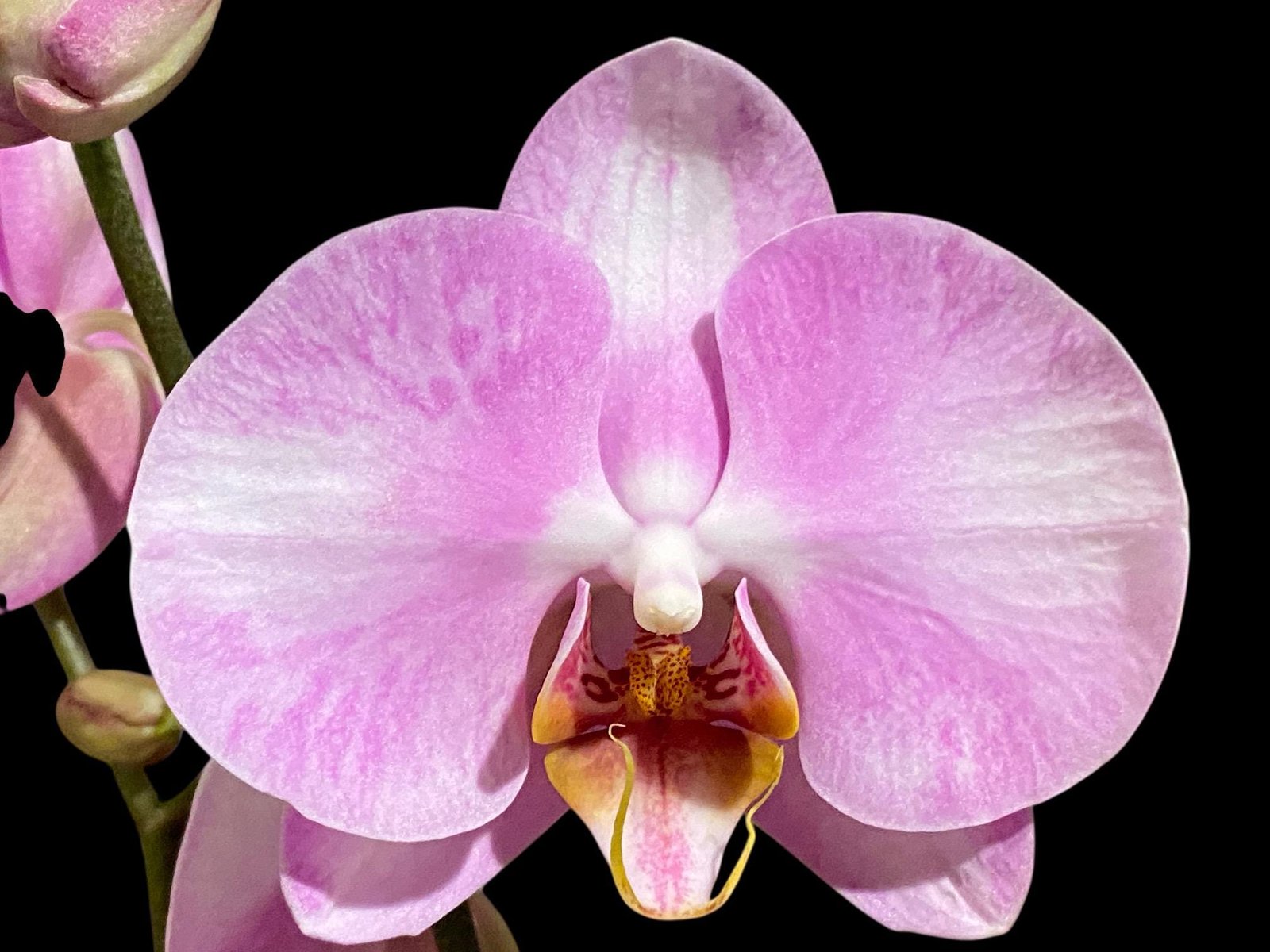 il_fullxfull.8480525979_h330.jpg In Spikes Phalaenopsis Funky Love (4.5" Pot) - Image 1