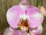 In Spikes Phalaenopsis Funky Love (4.5" Pot) - Image 3