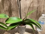 In Spikes Phalaenopsis Funky Love (4.5" Pot) - Image 10