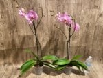 In Spikes Phalaenopsis Funky Love (4.5" Pot) - Image 7