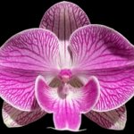 Tall Spike Phalaenopsis Fuller’s Pink Stripes Big Lip (4.5" Pot)