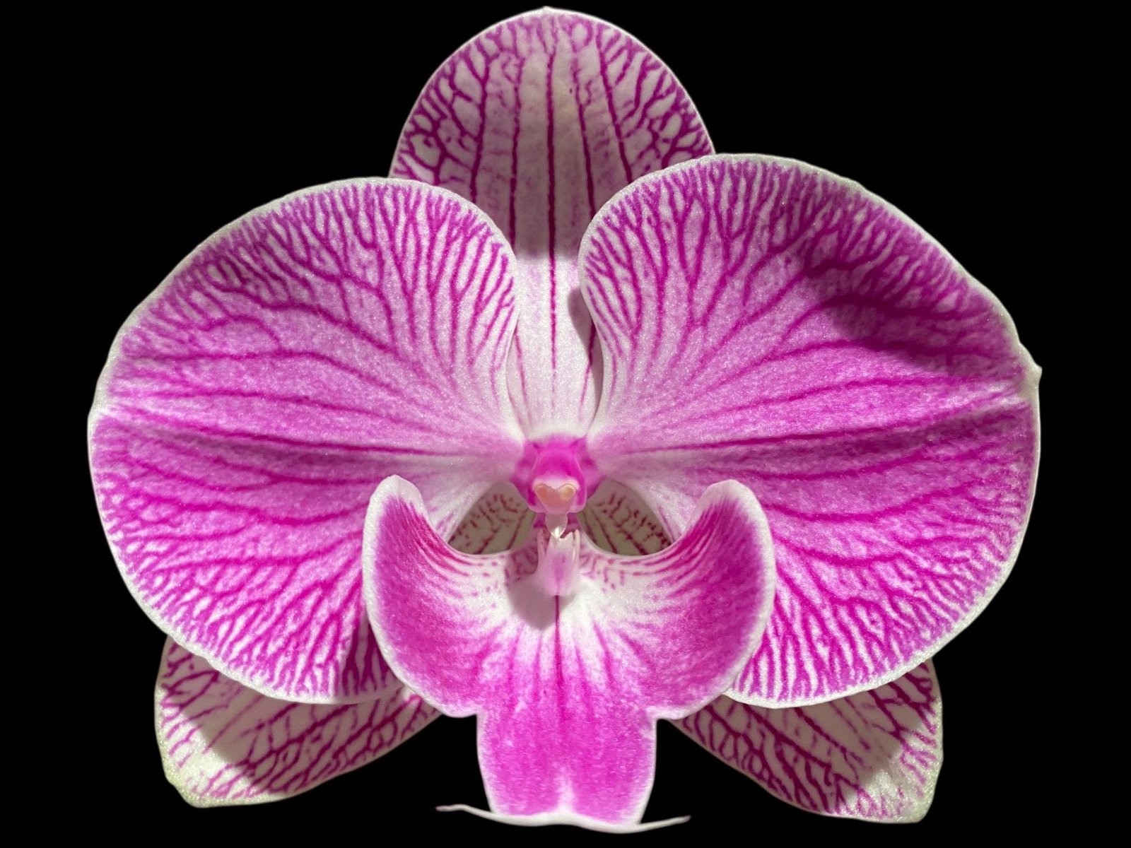 il_fullxfull.8480557927_ltpz.jpg Tall Spike Phalaenopsis Fuller’s Pink Stripes Big Lip (4.5" Pot) - Image 1