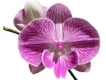 Tall Spike Phalaenopsis Fuller’s Pink Stripes Big Lip (4.5" Pot) - Image 2