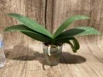 Tall Spike Phalaenopsis Fuller’s Pink Stripes Big Lip (4.5" Pot) - Image 8