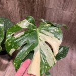 Rare Monstera Variegated Leaves (4” pot)